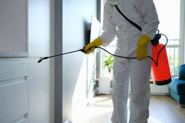 Best Attic Mold Removal  in Lincolndale, NY