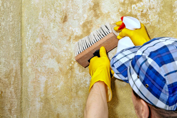 Forensic Mold Investigation