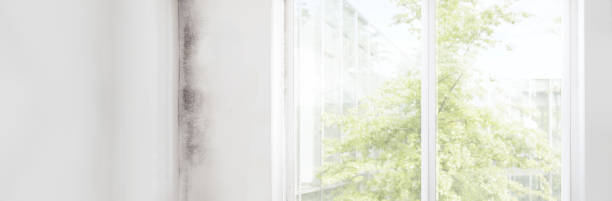  Lincolndale, NY Mold Removal Pros